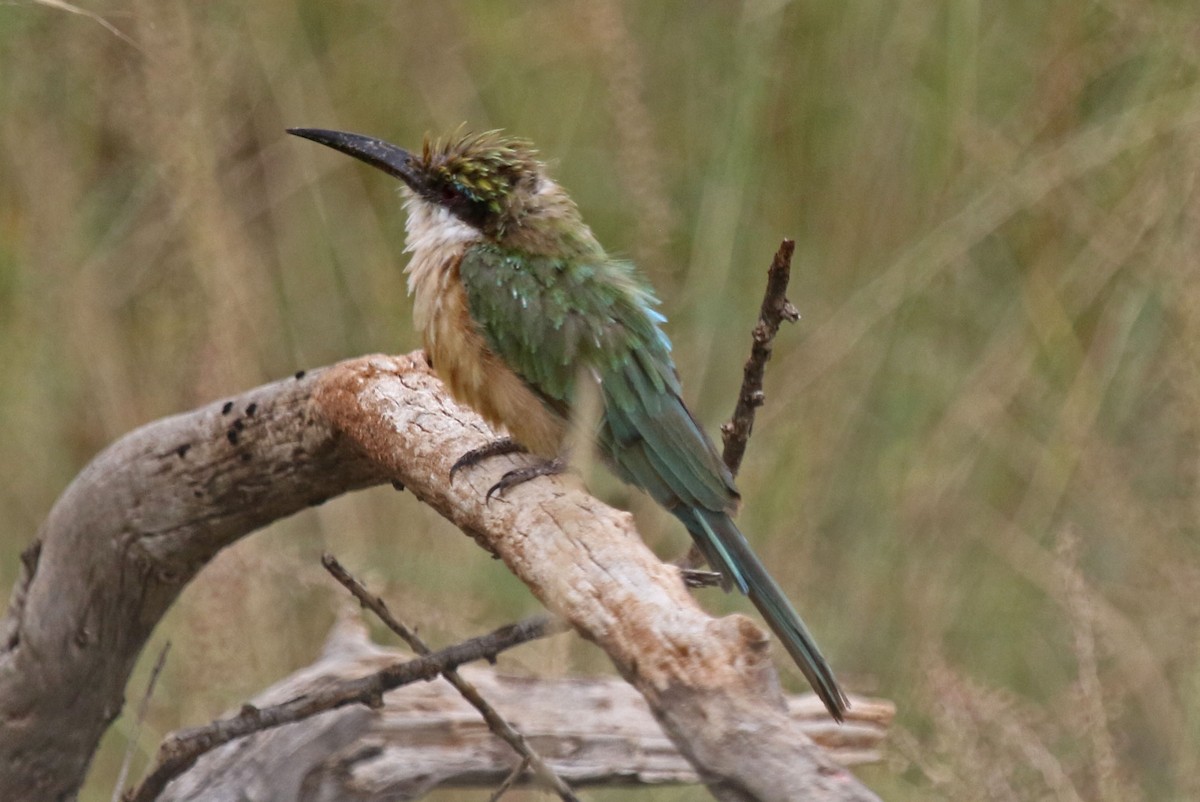 Somali Bee-eater - Joan and/or George Sims