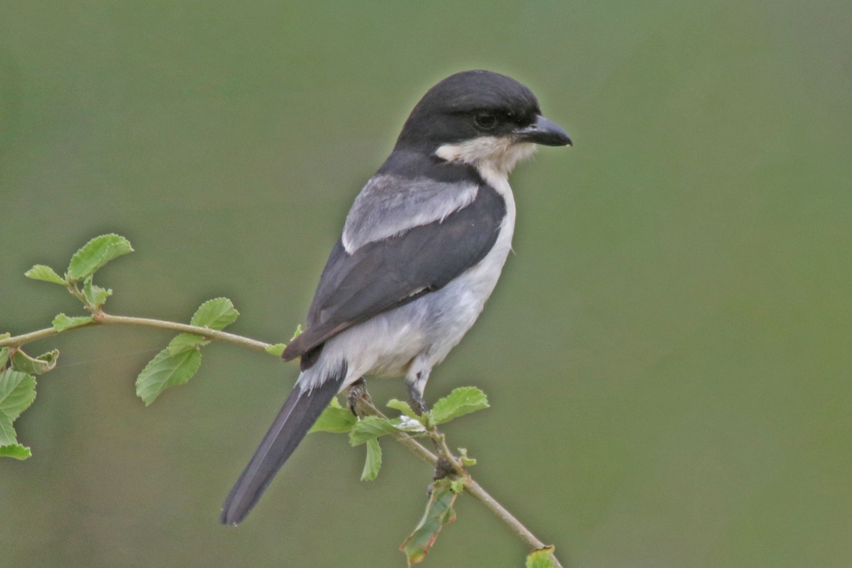 Pie-grièche du Taita - ML106821631