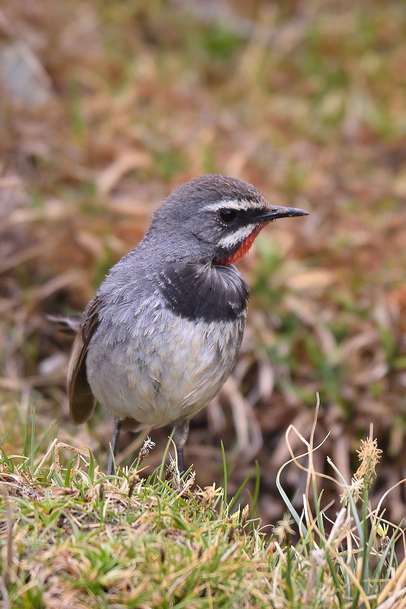 Chinese Rubythroat - ML106822011