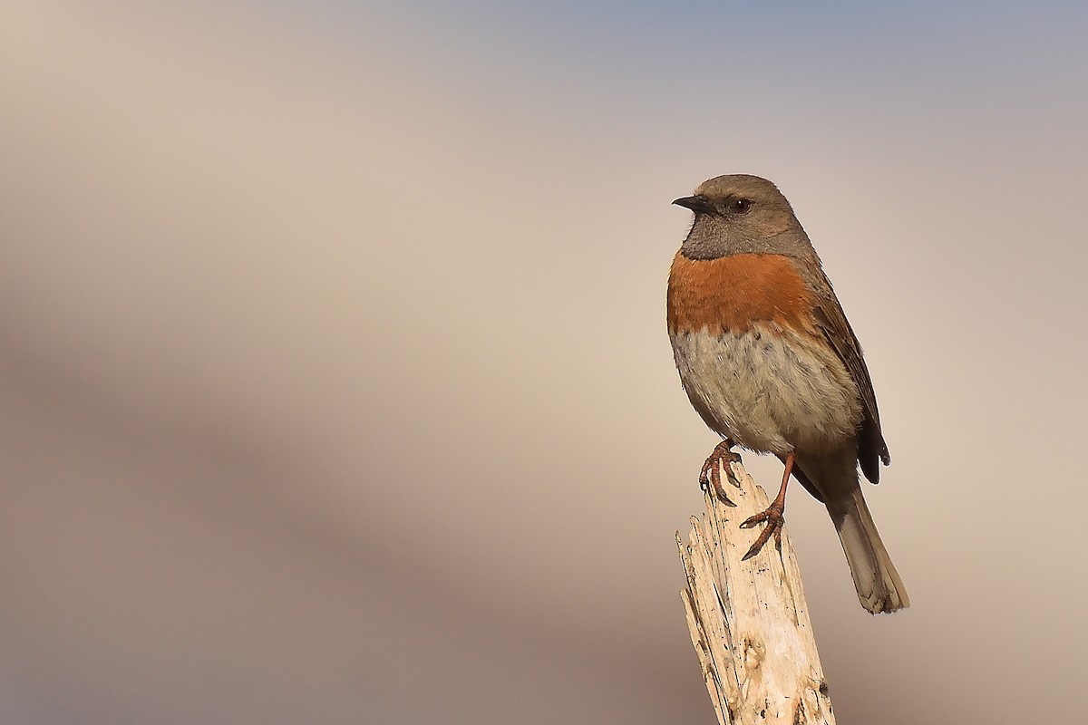 Robin Accentor - ML106822091