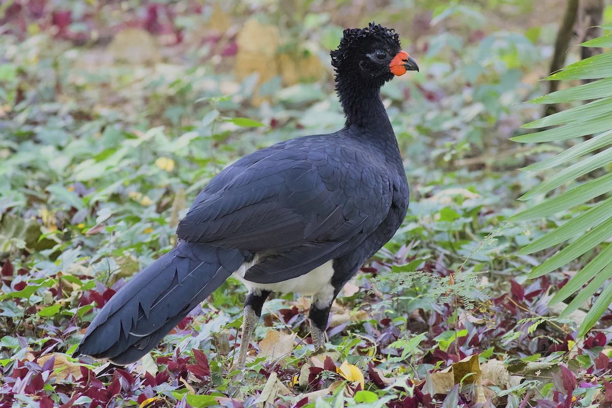 Red-billed Curassow - Luiz Matos