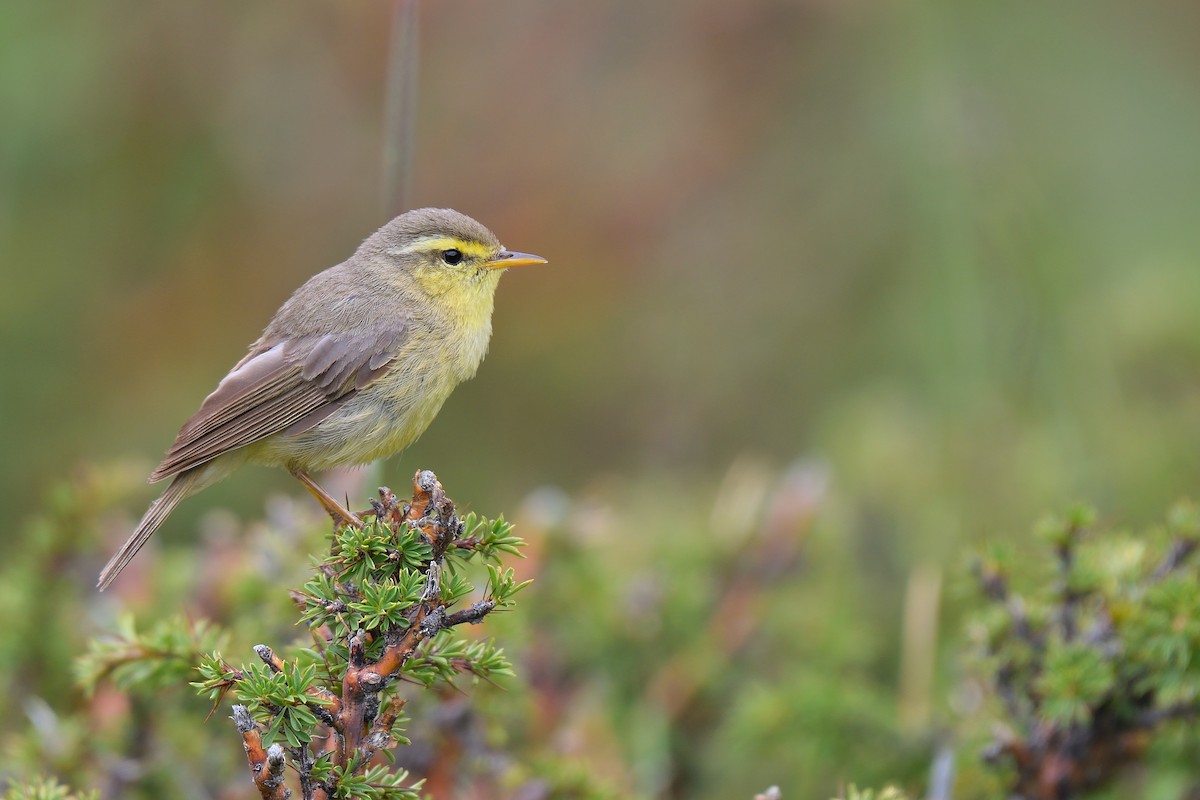 黃腹柳鶯(affinis/perflavus) - ML106822341