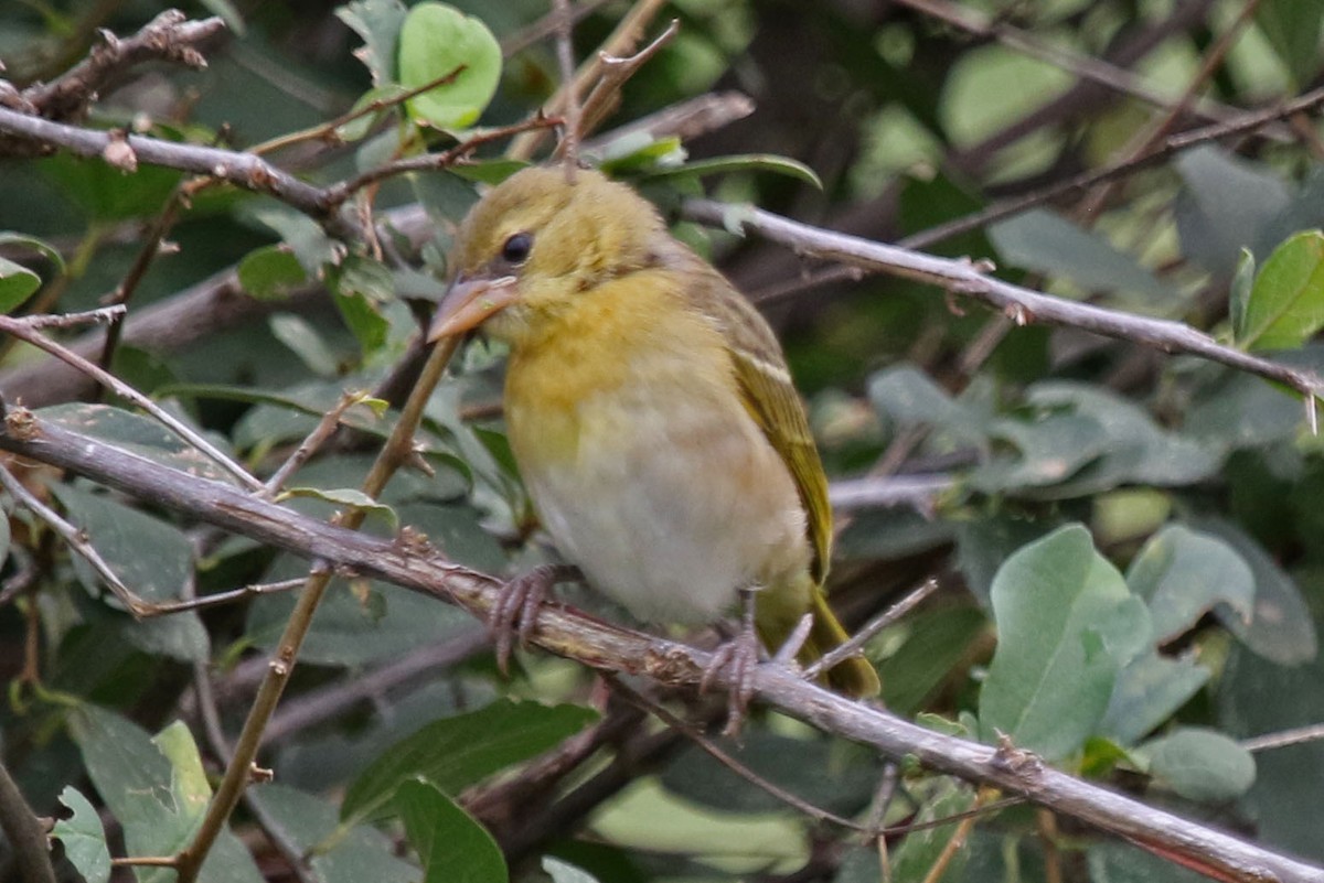 White-bellied Canary - Joan and/or George Sims