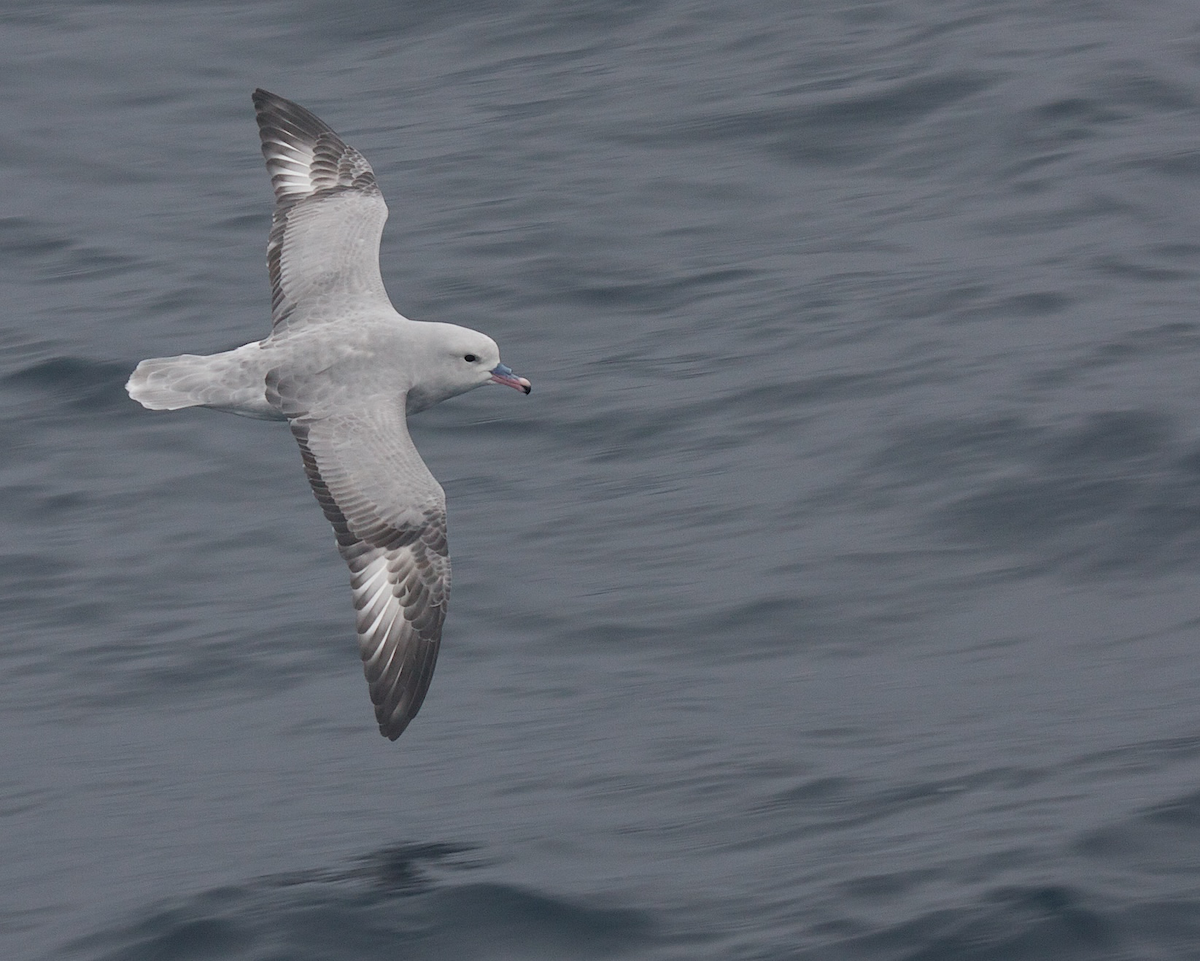 Southern Fulmar - Robert Tizard