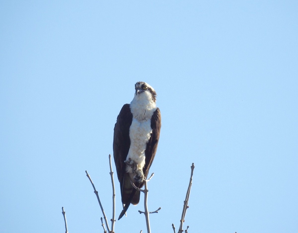 Osprey - Yvan Bernier