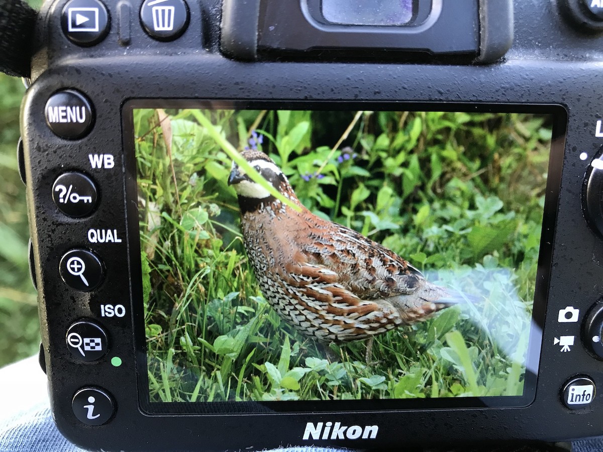 Northern Bobwhite - ML106824281