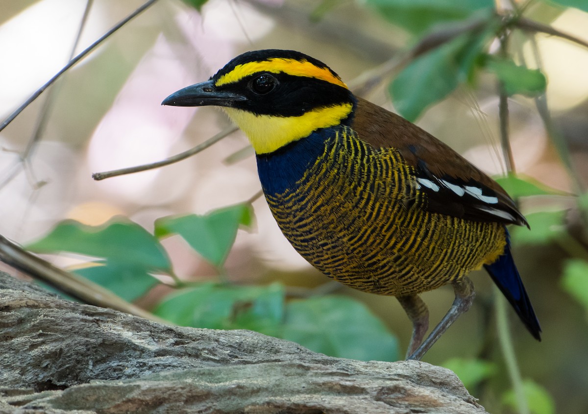 Javan Banded-Pitta - Bill Bacon