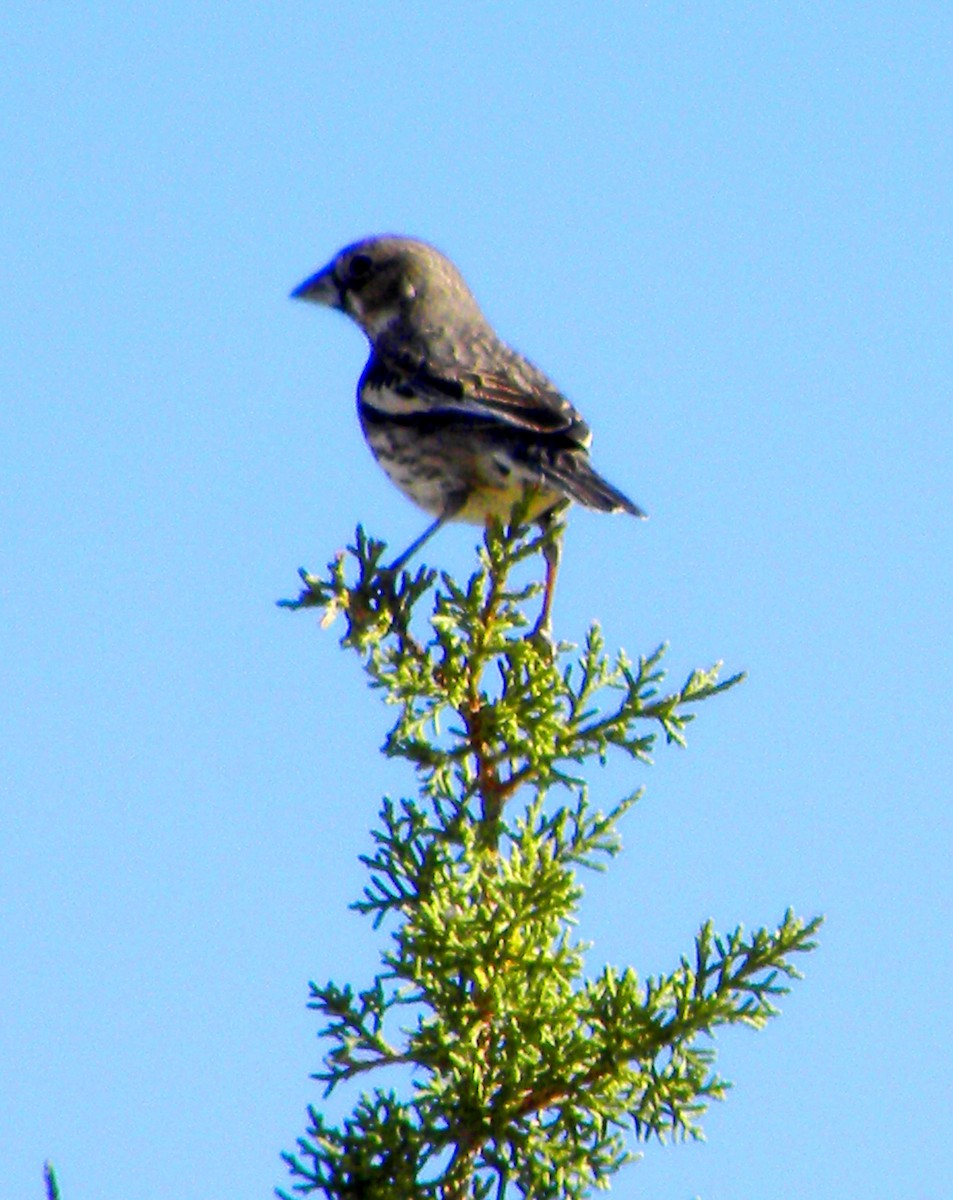 Lark Bunting - ML106824381