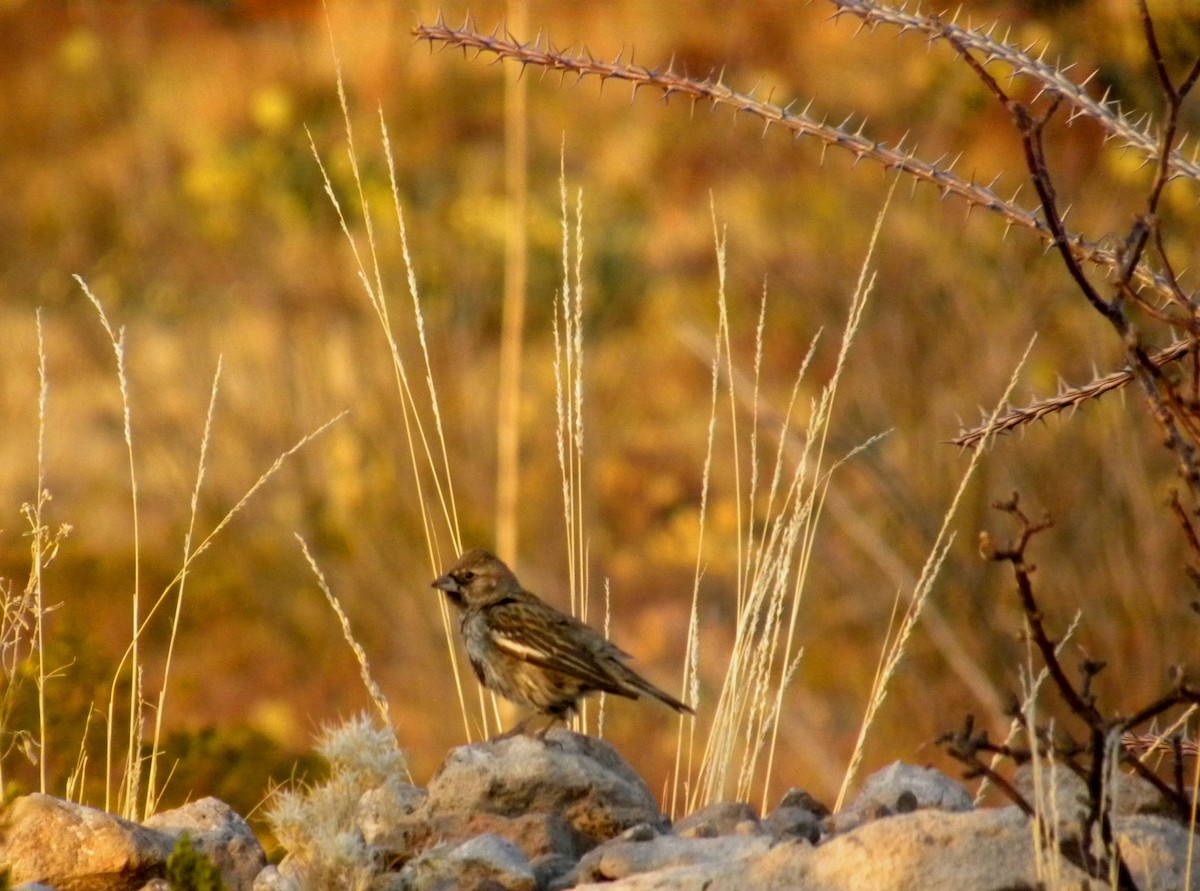 Lark Bunting - ML106824401