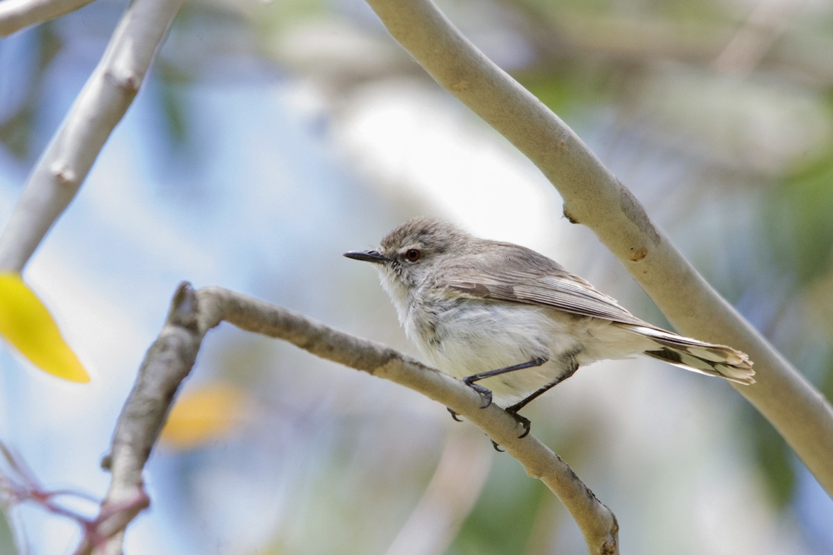 Western Gerygone - Owen Lishmund