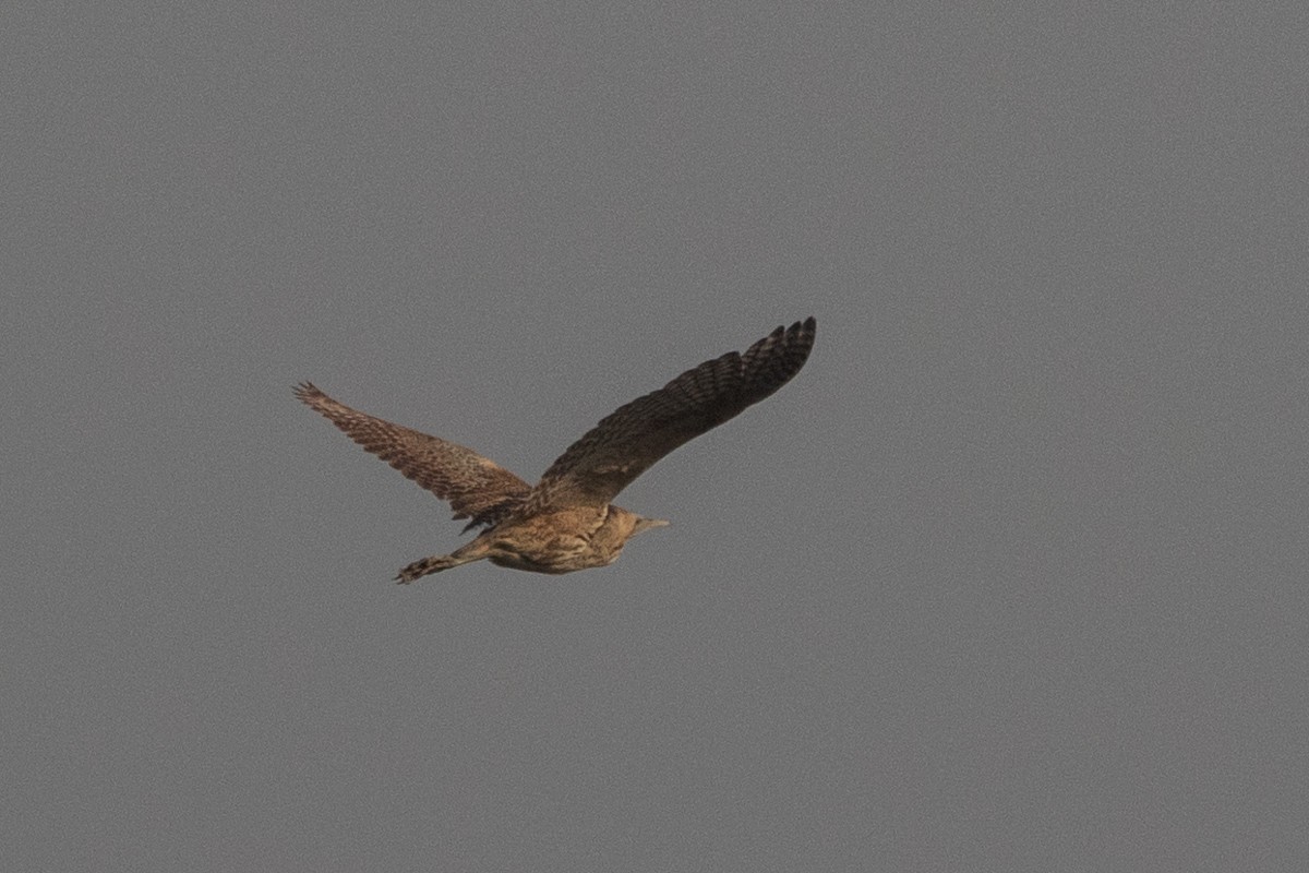 Great Bittern - Ramit Singal