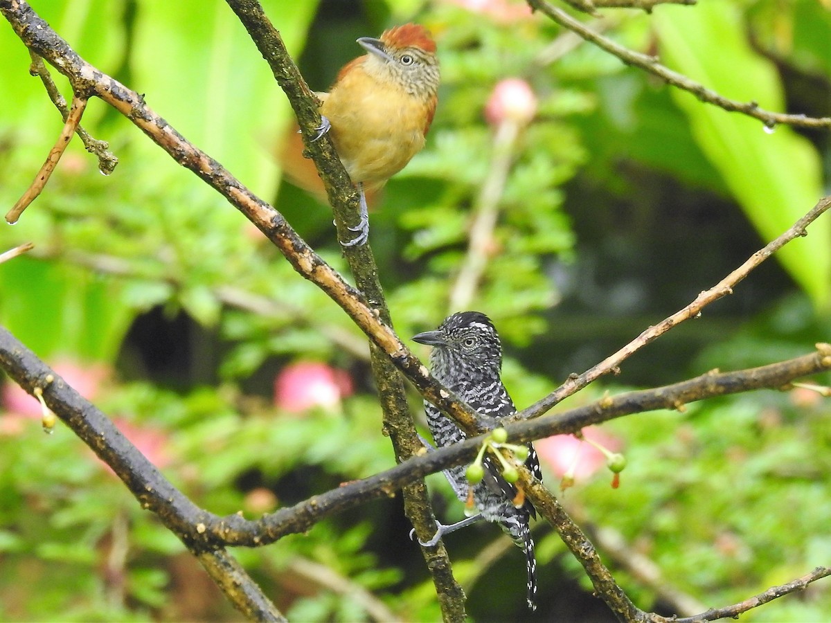 eBird Checklist - 13 Jun 2018 - Asa Wright Nature Center - 27 species