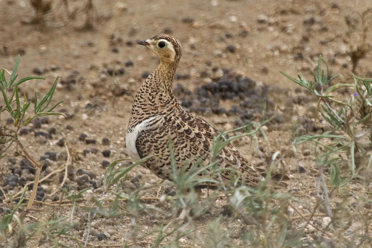 Chestnut-bellied Sandgrouse - Joan and/or George Sims