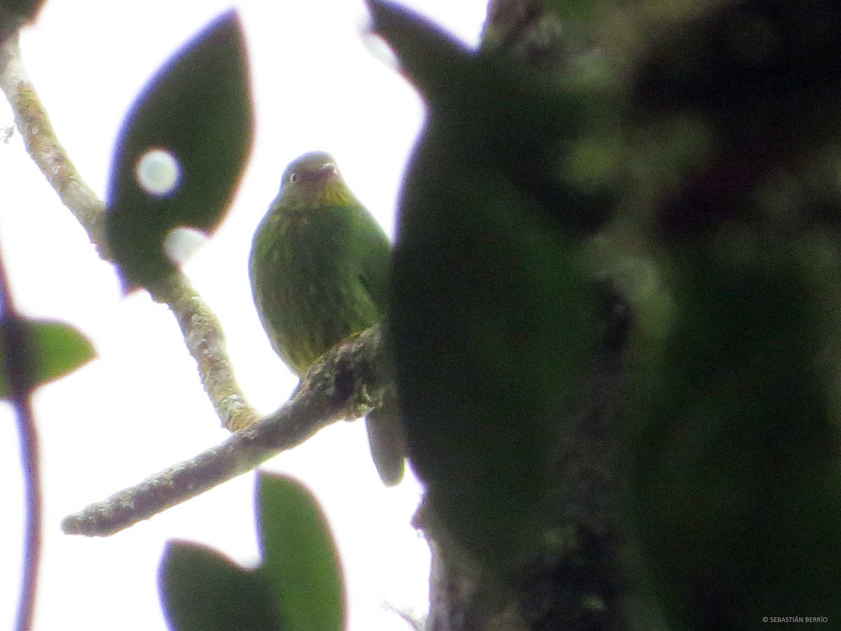 Golden-breasted Fruiteater - ML106825561