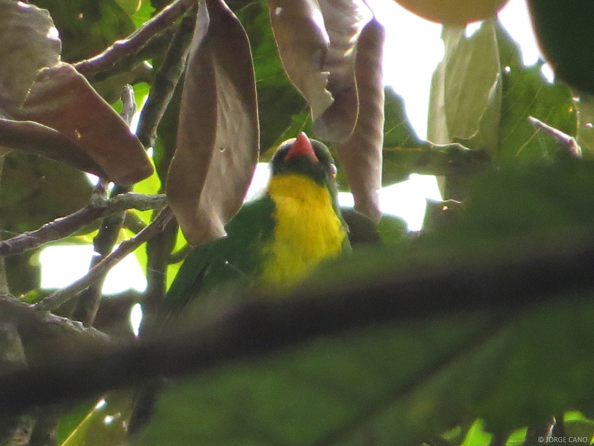 Golden-breasted Fruiteater - ML106825571