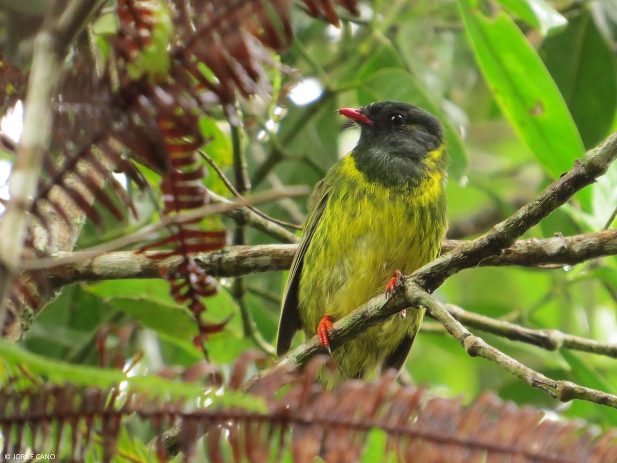 Green-and-black Fruiteater - ML106825901