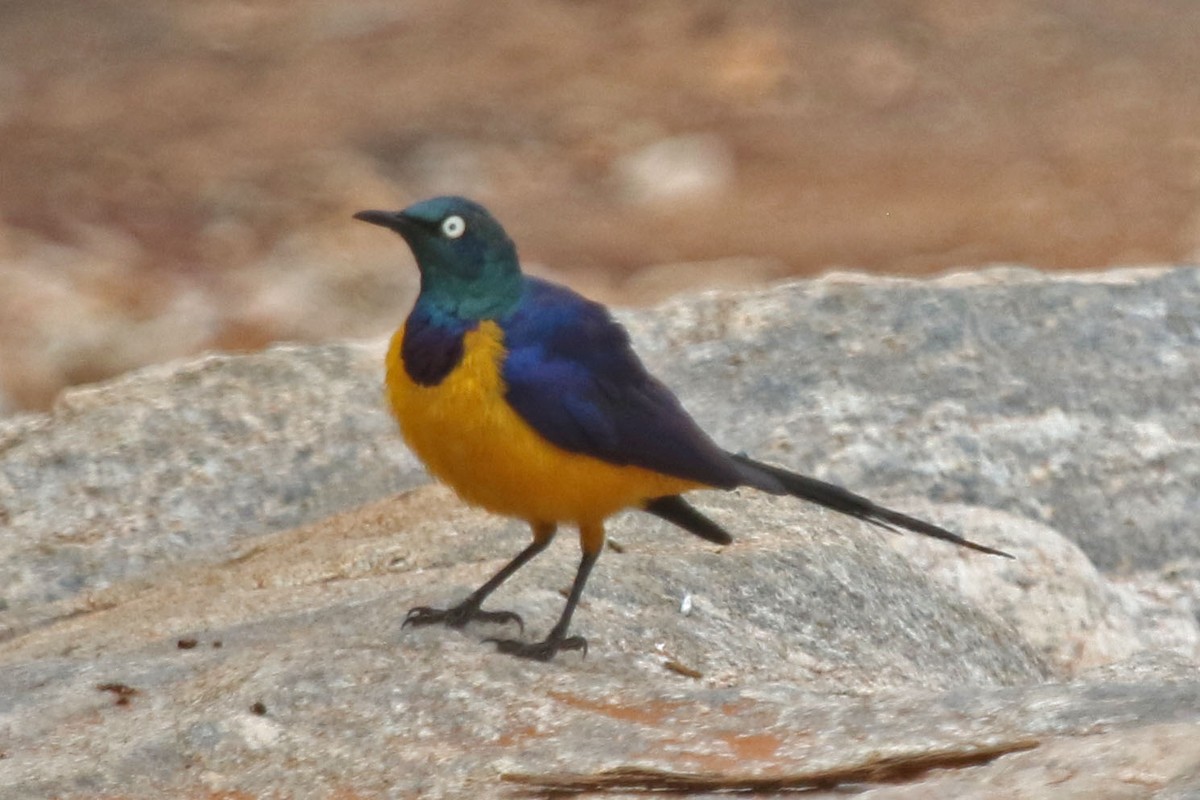 Golden-breasted Starling - Joan and/or George Sims