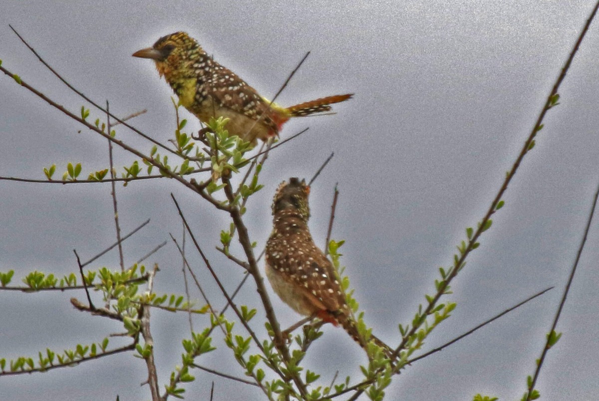 D'Arnaud's Barbet - ML106826471