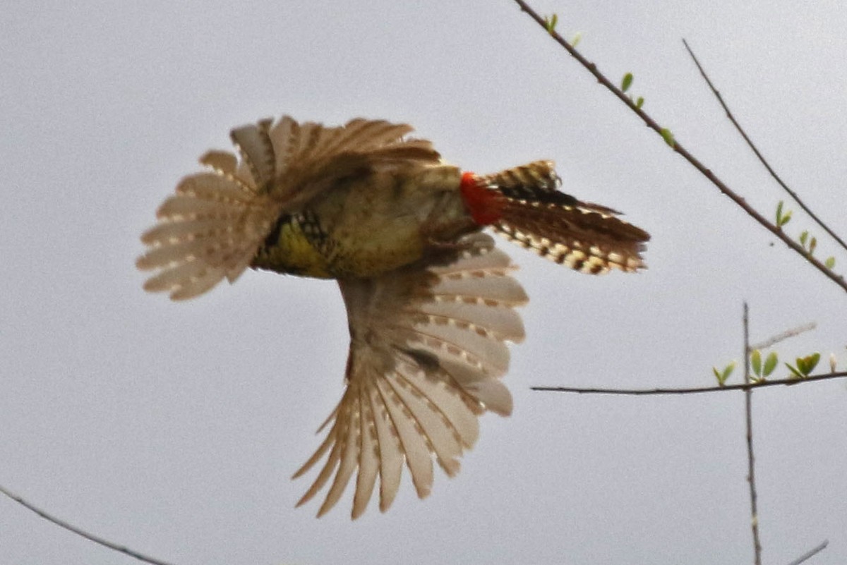 D'Arnaud's Barbet - ML106826501