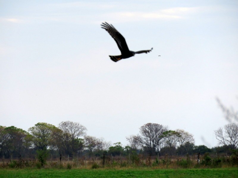 Long-winged Harrier - ML106826791