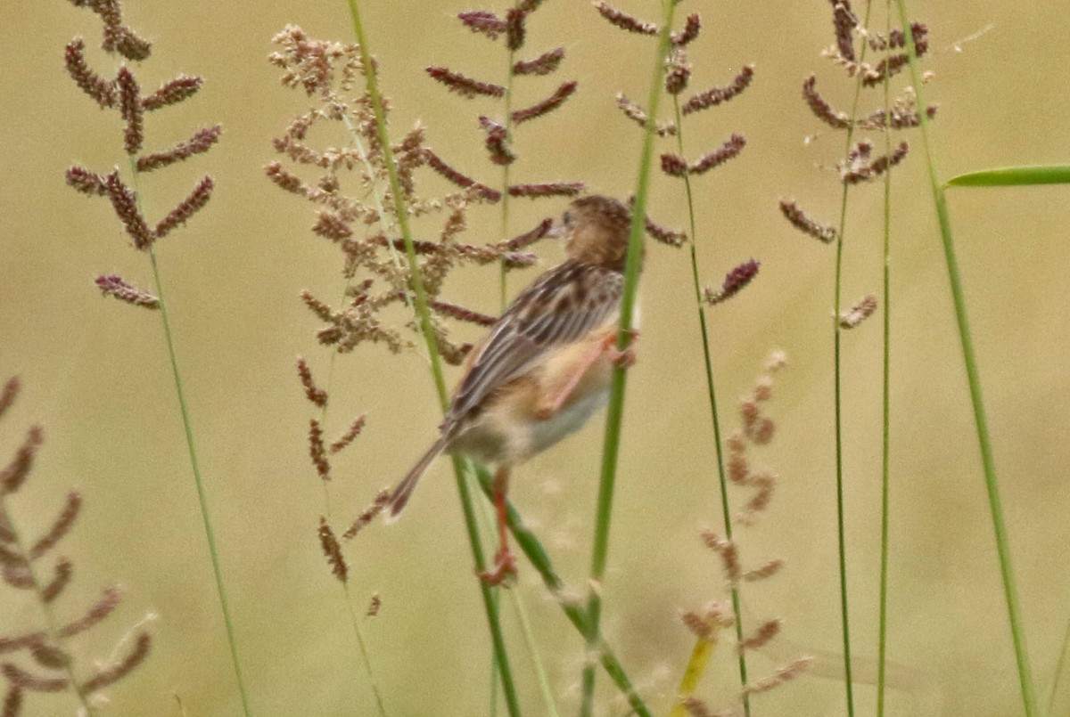 Cistícola del Kalahari - ML106826801