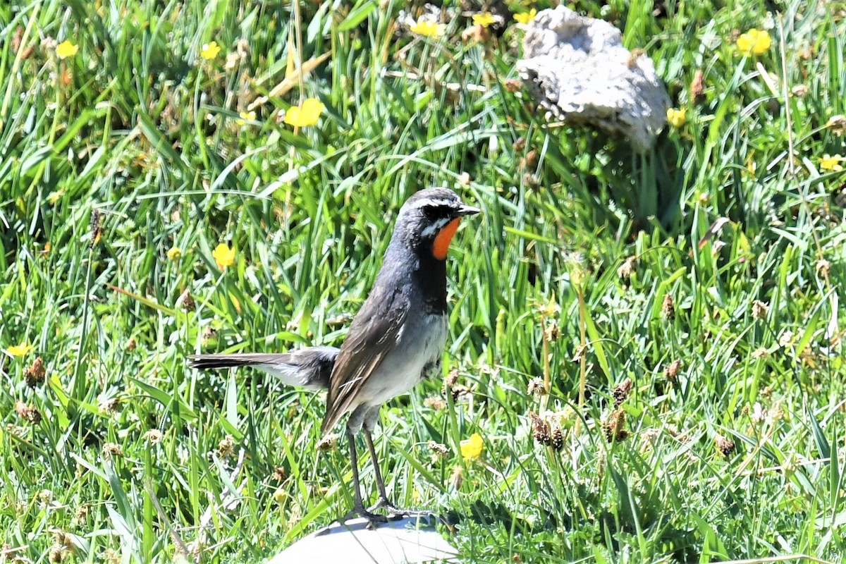 Himalayan/Chinese Rubythroat (White-tailed Rubythroat) - ML106829381