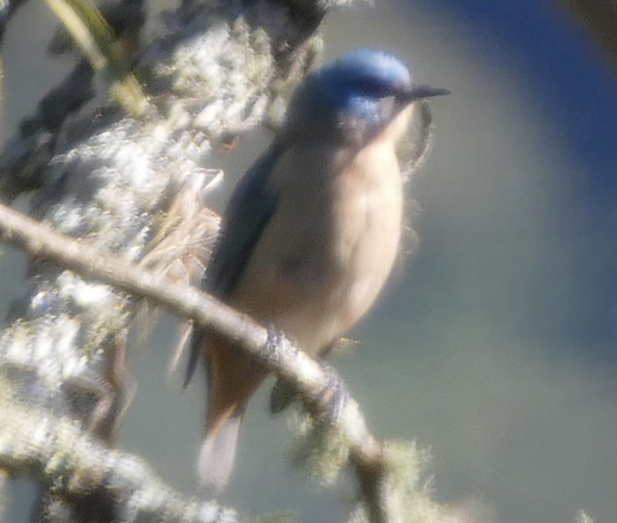 Black-legged Dacnis - ML106833591