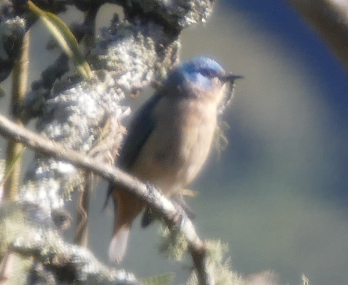 Black-legged Dacnis - ML106833611