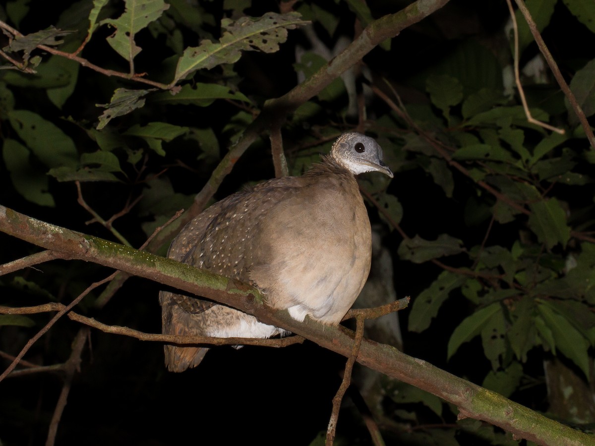 White-throated Tinamou - ML106835121