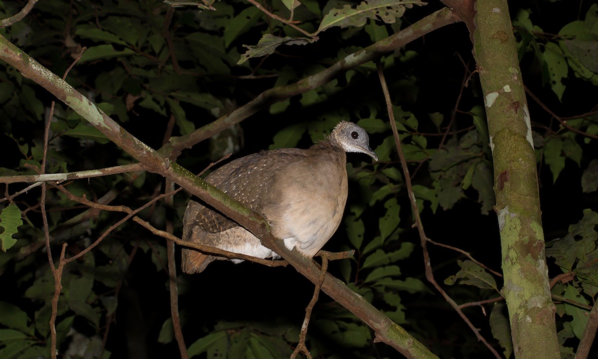 White-throated Tinamou - Cullen Hanks