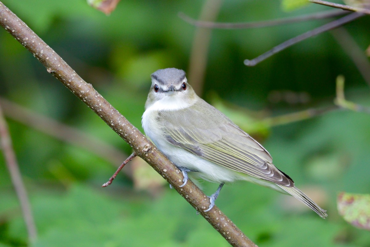 Red-eyed Vireo - ML106835751