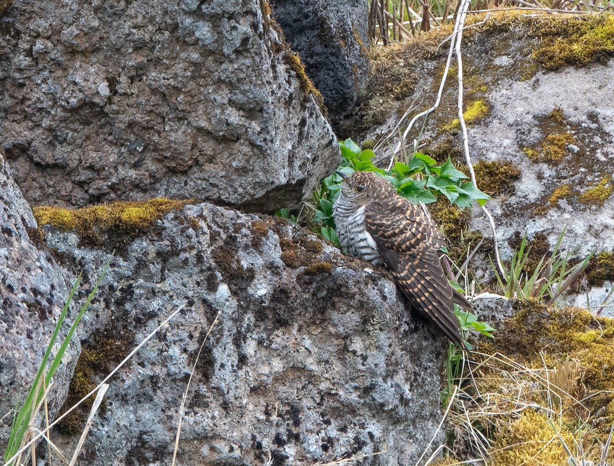 Oriental Cuckoo - ML106836221