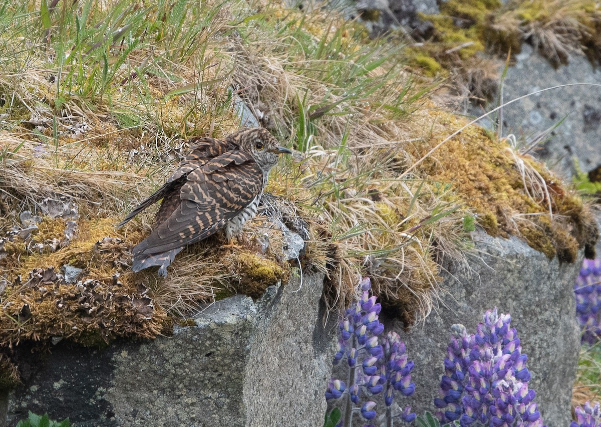 Oriental Cuckoo - ML106836231