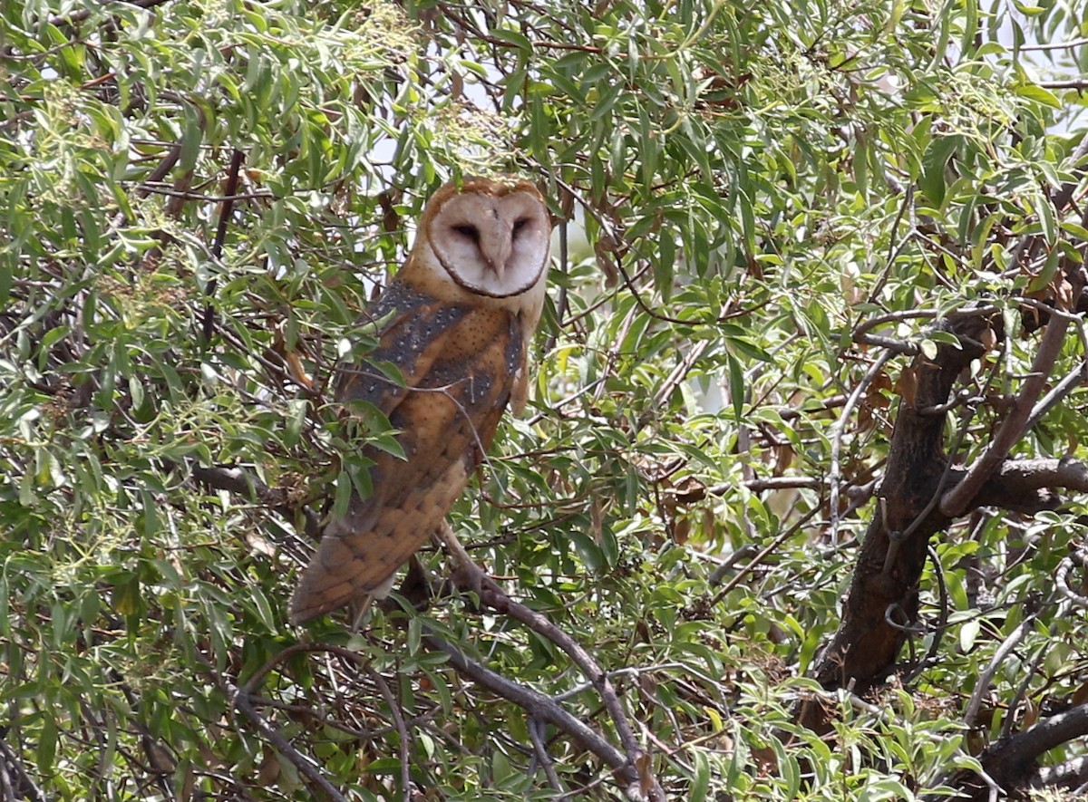 Barn Owl - ML106836791