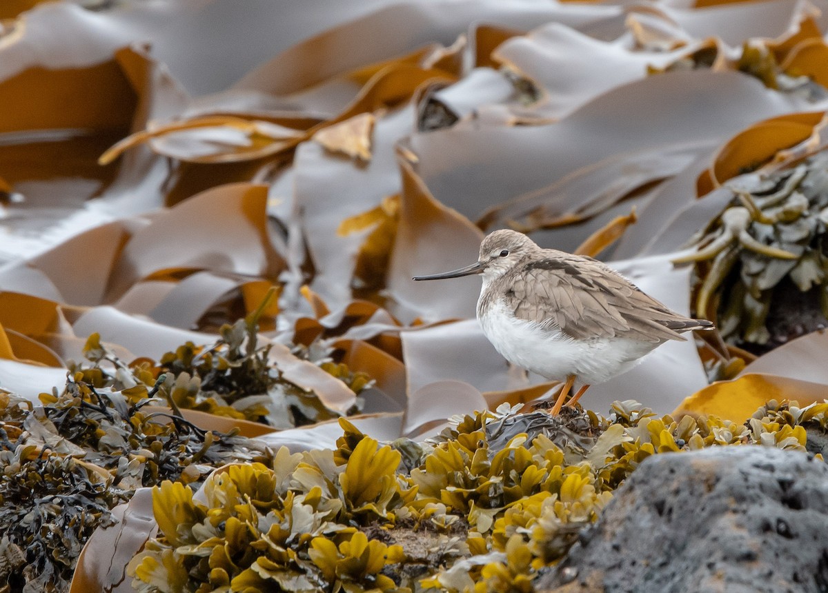 Terek Sandpiper - ML106836911