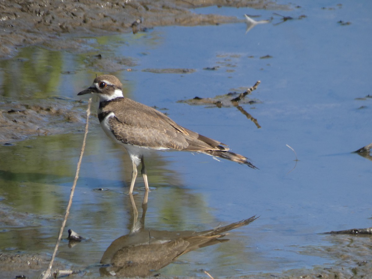 Killdeer - ML106837481