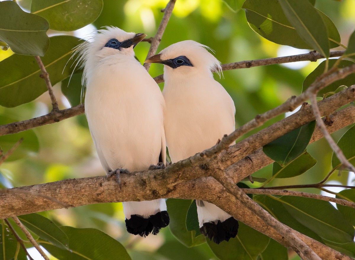 Bali Myna - Bill Bacon