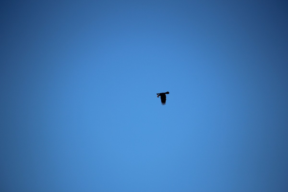 crow sp. - ML106837921