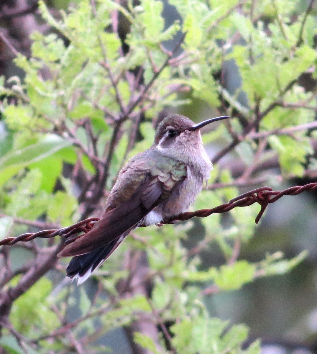 Blue-throated Mountain-gem - ML106838691