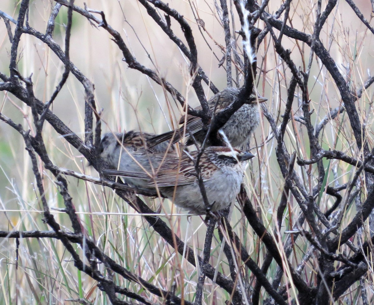 Striped Sparrow - ML106838971