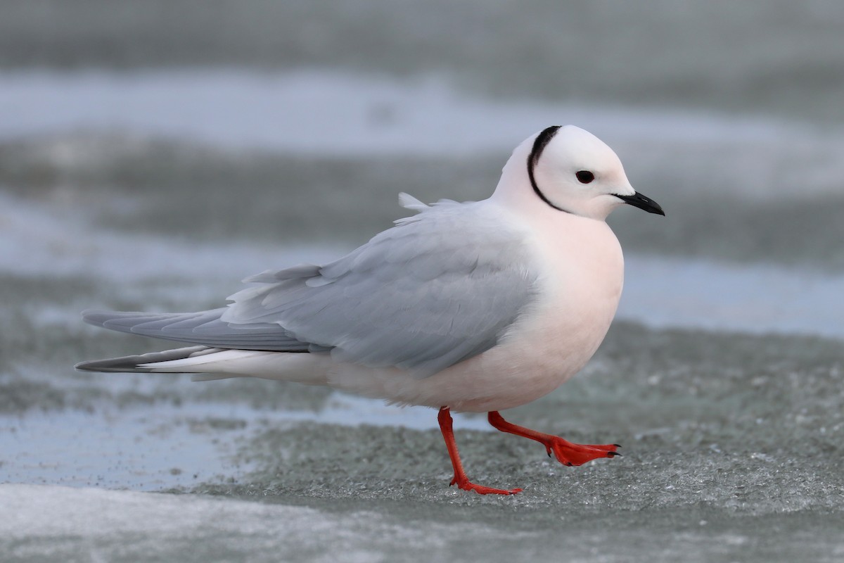 Ross's Gull - ML106840791