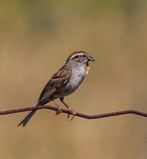 Chipping Sparrow - ML106841401