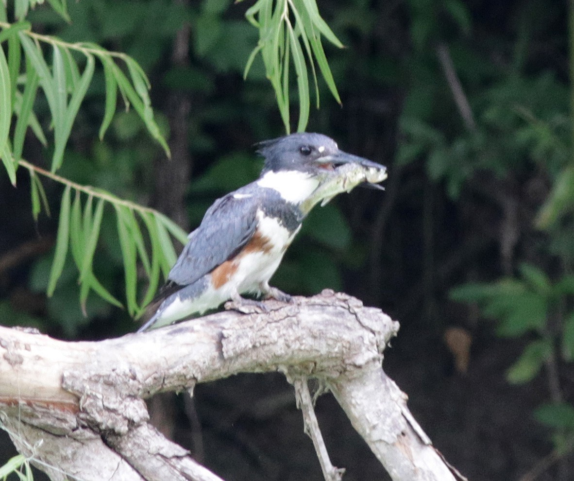 Belted Kingfisher - ML106842891