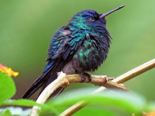 Blue-headed Hummingbird - Riccordia bicolor - Birds of the World