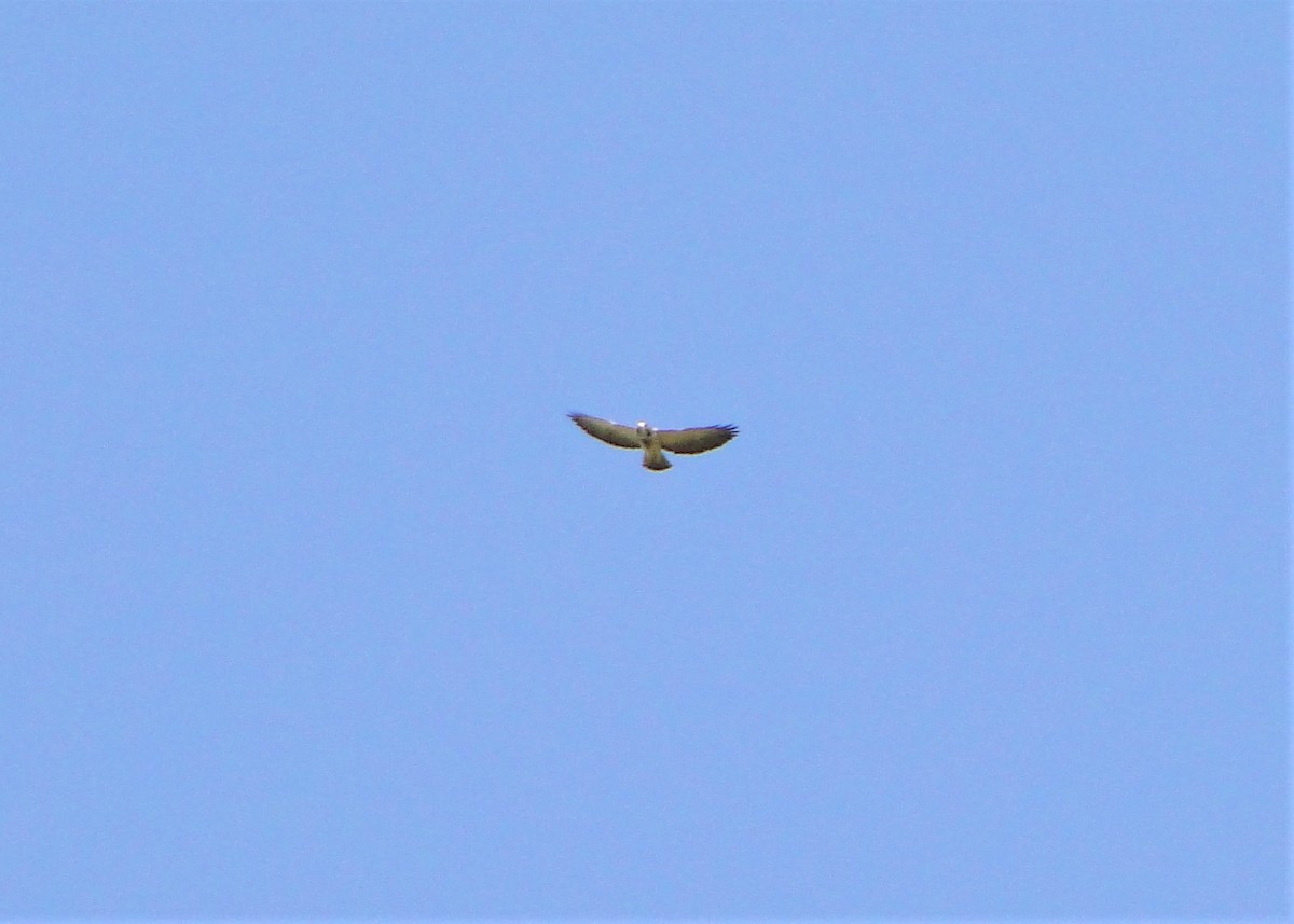 Short-tailed Hawk - ML106843981