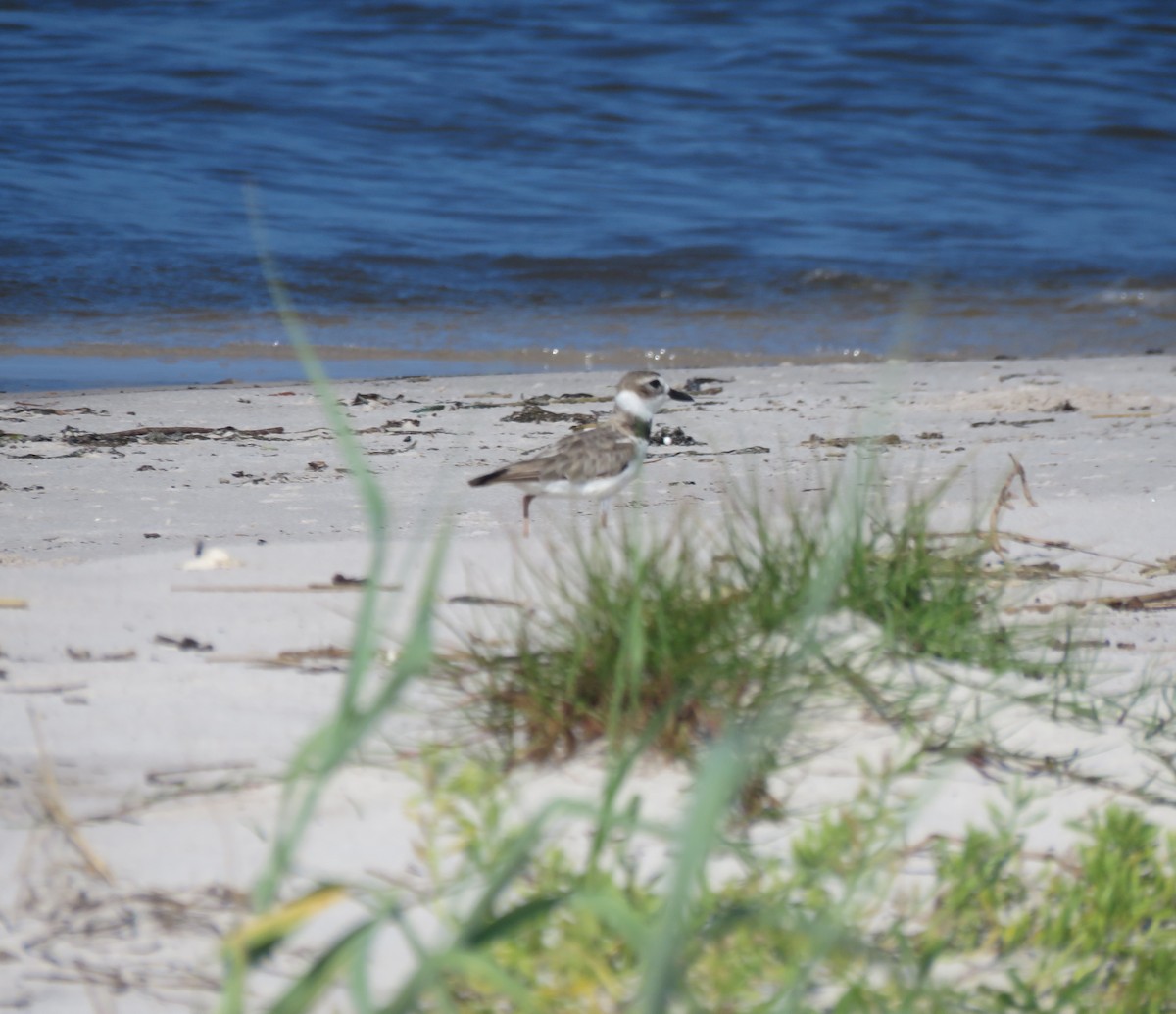 Wilson's Plover - ML106844211