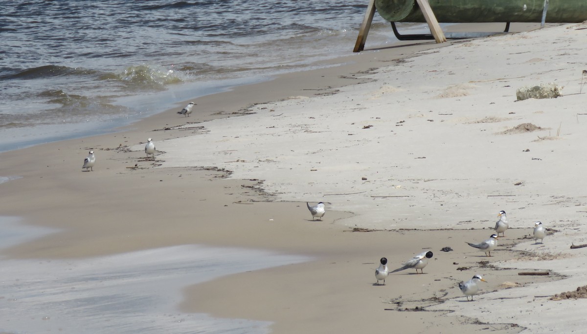 Least Tern - ML106844371