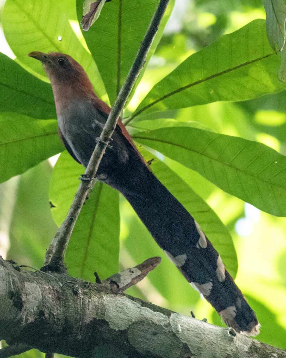 Squirrel Cuckoo - ML106846701