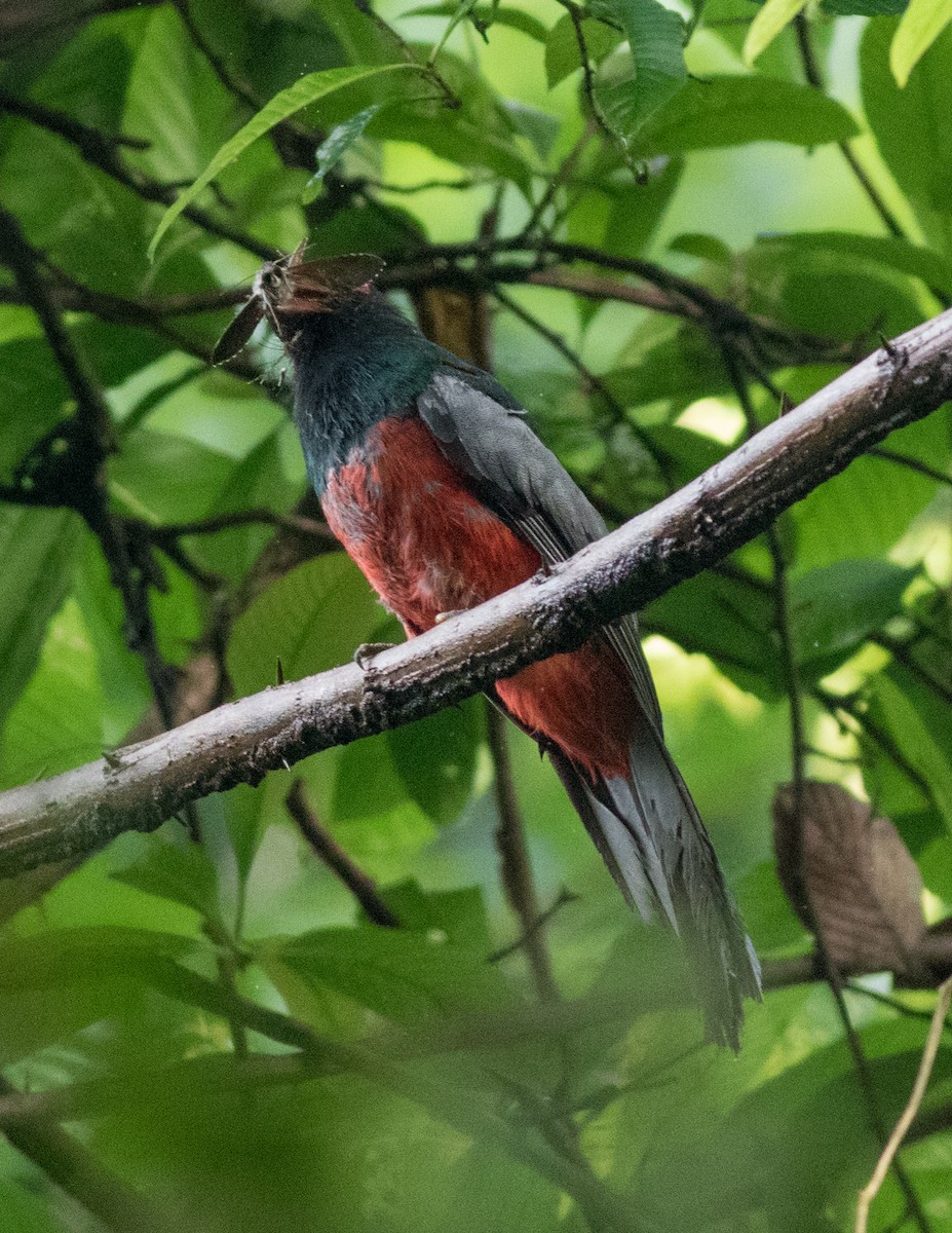 Slaty-tailed Trogon - ML106846721