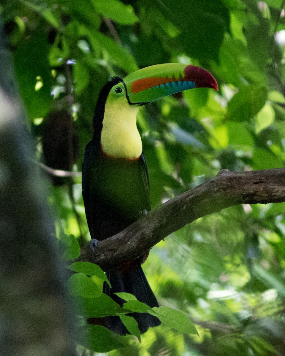 Keel-billed Toucan - ML106846791